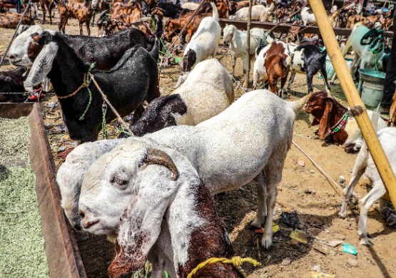 'कुर्बानी की न ही तस्वीरें और न ही वीडियो रिकॉर्ड करें: इस्लामिक सेंटर की सलाह'